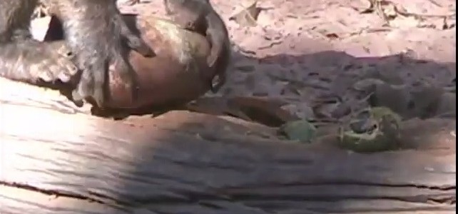 La manera sofisticada de partir nueces de los monos capuchinos