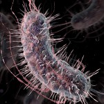 Nuevas bacterias sintéticas detectan diabetes y cáncer en la orina