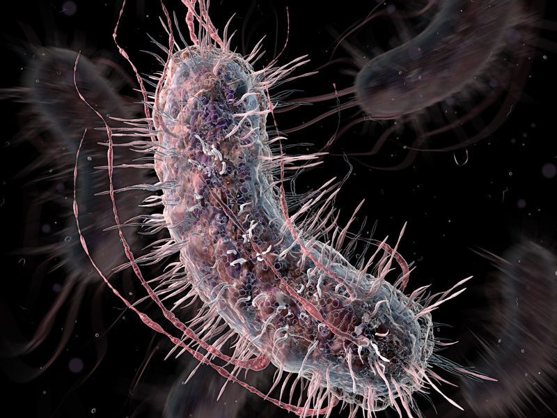 Nuevas bacterias sintéticas detectan diabetes y cáncer en la orina