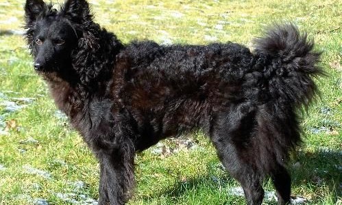 Los ladridos denotan el estado emocional de los perros