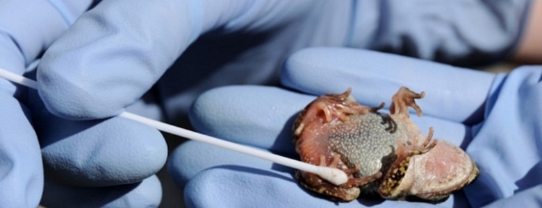 Mitigar la enfermedad que afecta a los anfibios de todo el mundo
