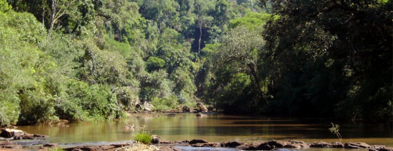 El código de barras genético de la selva misionera