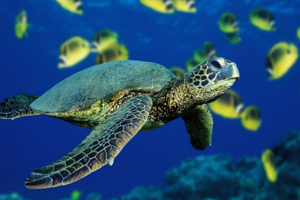 Por falta de conocimiento de la biodiversiad marina se desaprovechan los recursos y se pone en riesgo la sustentabilidad