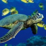 Por falta de conocimiento de la biodiversiad marina se desaprovechan los recursos y se pone en riesgo la sustentabilidad