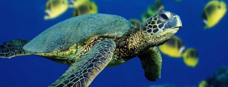 Por falta de conocimiento de la biodiversiad marina se desaprovechan los recursos y se pone en riesgo la sustentabilidad