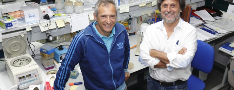 Proteínas para controlar alteraciones genéticas en la división celular