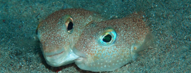 Top 10 de nuevas especies