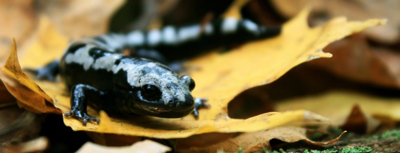 Una de cada seis especies sufre riesgo de extinción por el cambio climático