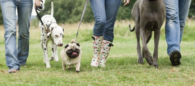 Pasear a la mascota, método muy efectivo de hacer amistades