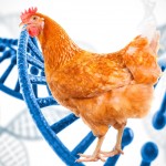 Con extractos vegetales, evitan resistencia a antibióticos en animales de granja