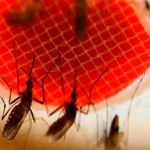 Bacterias del mosquito ‘Aedes’ pueden convertirse en arma contra el dengue