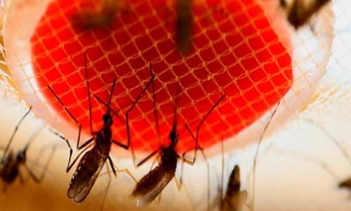 Bacterias del mosquito 'Aedes' pueden convertirse en arma contra el dengue
