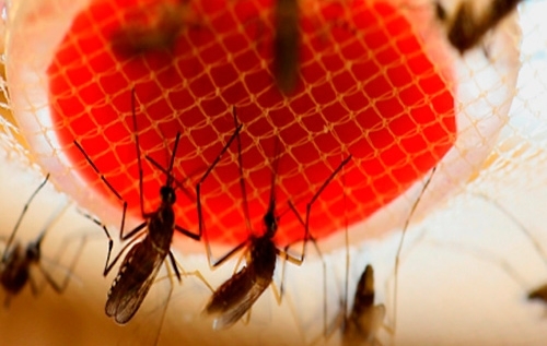 Bacterias del mosquito 'Aedes' pueden convertirse en arma contra el dengue