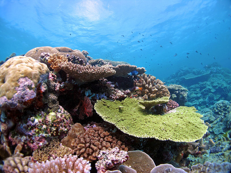 Algunos corales ya se están adaptando al calentamiento global