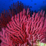 El estudio de la gorgonia roja mejora la conservación de las reservas marinas