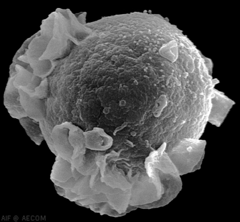 El estudio del epigenoma conecta la longevidad celular con el cáncer