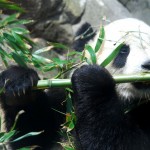 El origen del falso pulgar del panda se relaciona con la locomoción