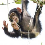 El uso de herramientas es ‘innato’ en los chimpancés pero no en los bonobos