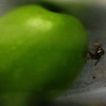 Emplean un hongo como herramienta de control de la mosca del olivo