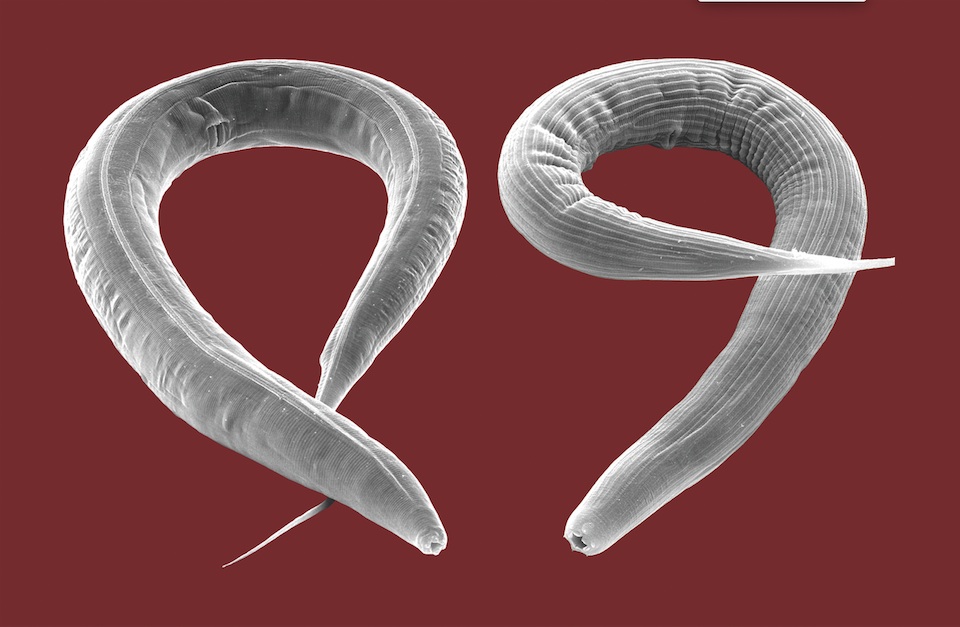Escáner electrónico micrográfico de oxiuros Caenorhabditis elegans- Imagen Max Panck, Tubingen