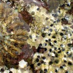 Hallada una especie de molusco que pudo sobrevivir a la desecación del Mediterráneo