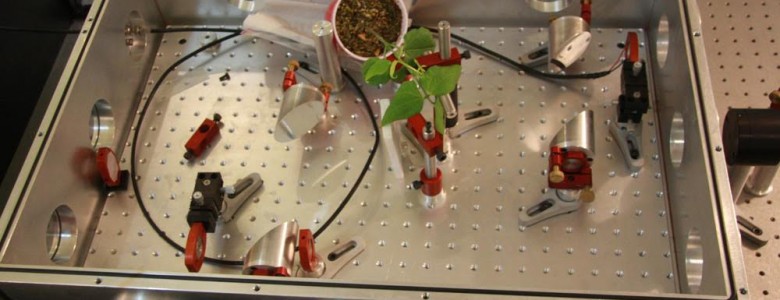 Utilizan luz para estudiar funcionamiento de las plantas