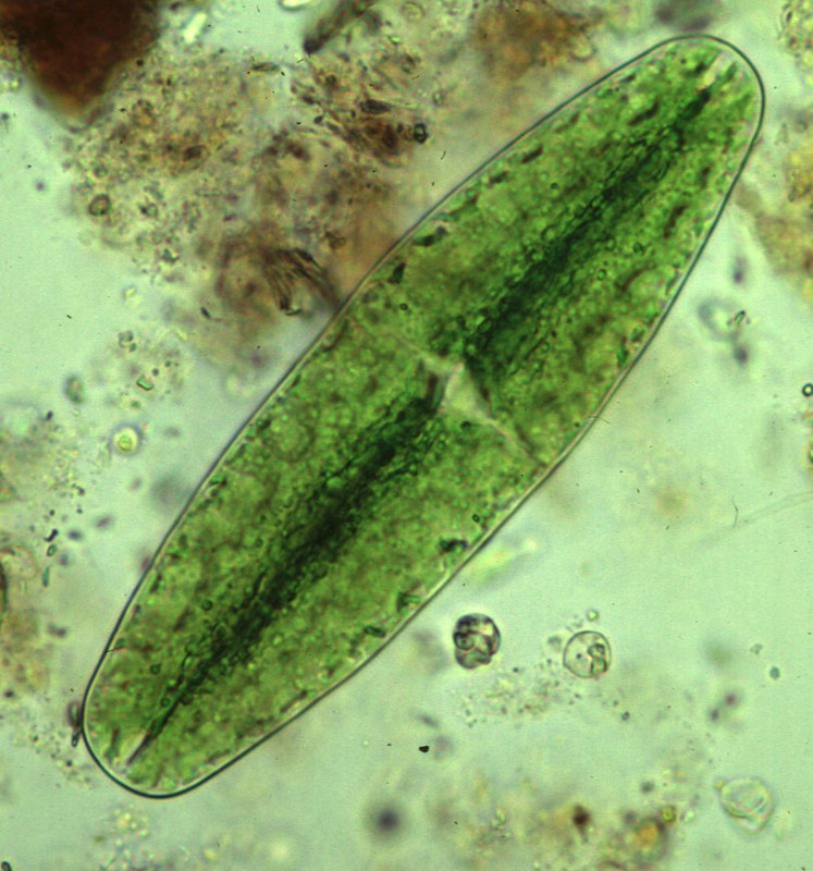 Las algas unicelulares actúan como biosensores para mejorar el diseño de nanomateriales