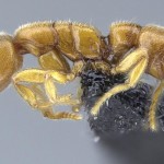 Las hormigas Drácula cazan bajo tierra en Madagascar y las Seychelles