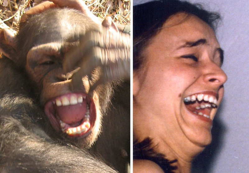 Los chimpancés adaptan su sonrisa como los humanos