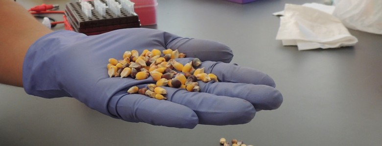 ¿Megaexperimento transgénico con mexicanos?... Y ventas por 1,200 MD anuales ¿Megaexperimento transgénico con mexicanos?... Y ventas por 1,200 MD anuales