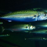 Utilizan parásitos como indicadores naturales de la ecología de peces