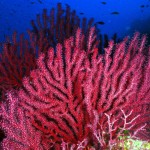 La gorgonia roja, un organismo clave para mejorar la gestión y conservación en las reservas marinas