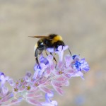 El cambio climático provoca el declive de los abejorros (VIDEO)