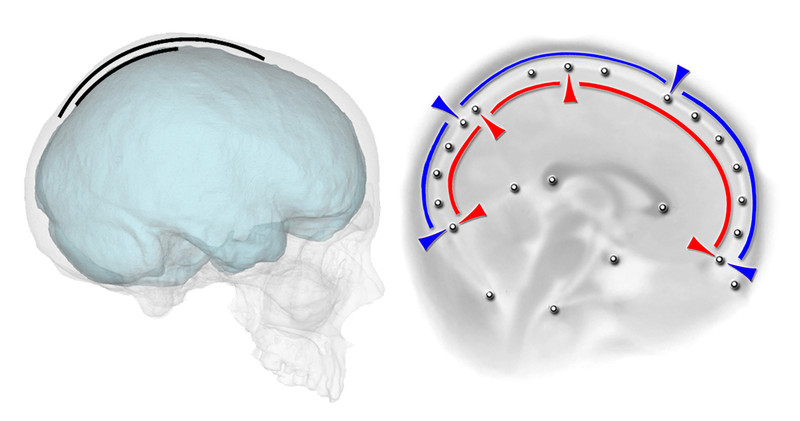 El cerebro moldea la forma del cráneo pero no la extensión de los huesos