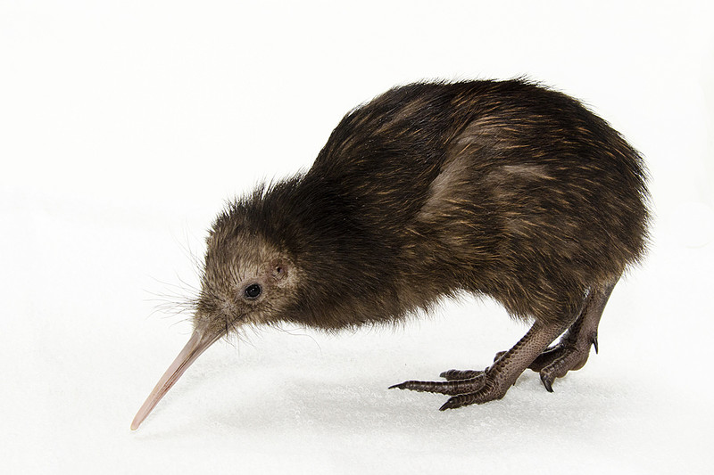 El genoma del kiwi revela las claves de su peculiar visión nocturna