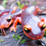 Hongos tóxicos de Asia amenazan a las salamandras de Norteamérica