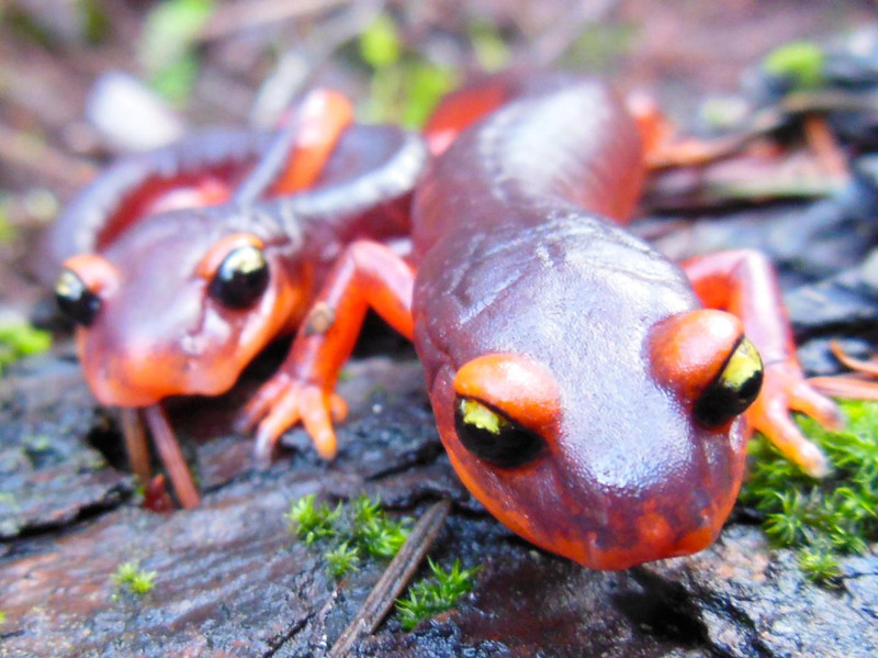 Hongos tóxicos de Asia amenazan a las salamandras de Norteamérica