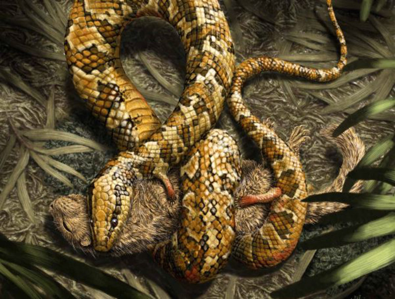 La serpiente primitiva tenía cuatro patas y vivía en madrigueras