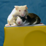 Las alteraciones en el ciclo de sueño provocan obesidad y cáncer en ratones