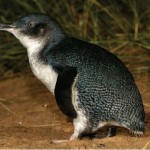 Las corrientes marinas influyen en la cría del pingüino australiano