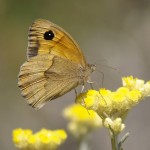 Las flores polinizadas por insectos tienen una fragancia más fuerte que las fecundadas con el viento
