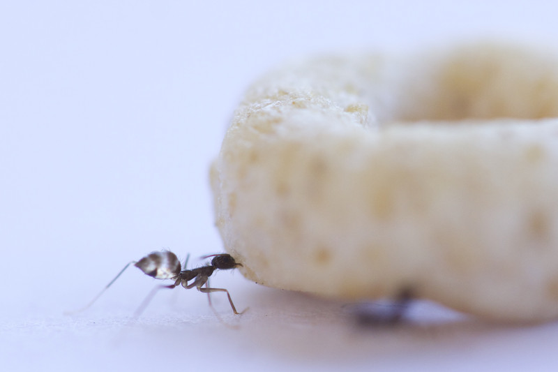 Las hormigas ‘scout’ coordinan sus movimientos en el transporte de comida pesada
