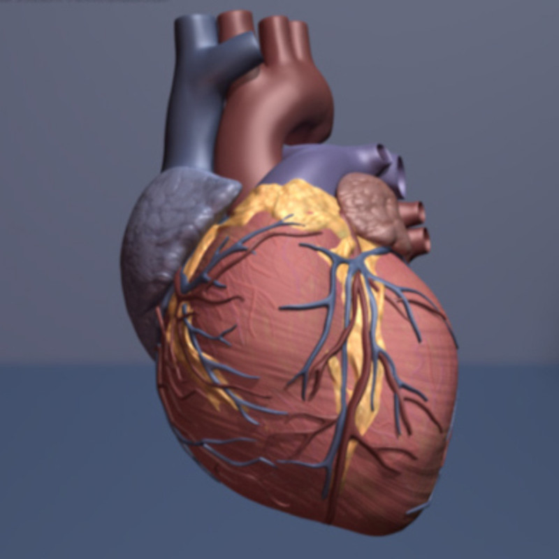 Corazón, insuficiencia cardíaca- American Heart Association