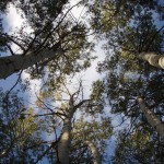 Las sequías ralentizan el crecimiento de los bosques