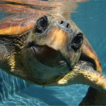 Las tortugas bobas del Atlántico están menos contaminadas que las del Mediterráneo