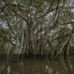 Los peces del Amazonas, amenazados por la desaparición de los bosques inundados