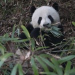 Los pandas gastan menos energía para permitirse una dieta a base de bambú