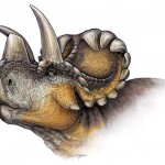 Un nuevo dinosaurio revela la evolución de los cuernos en los ‘Triceratops’