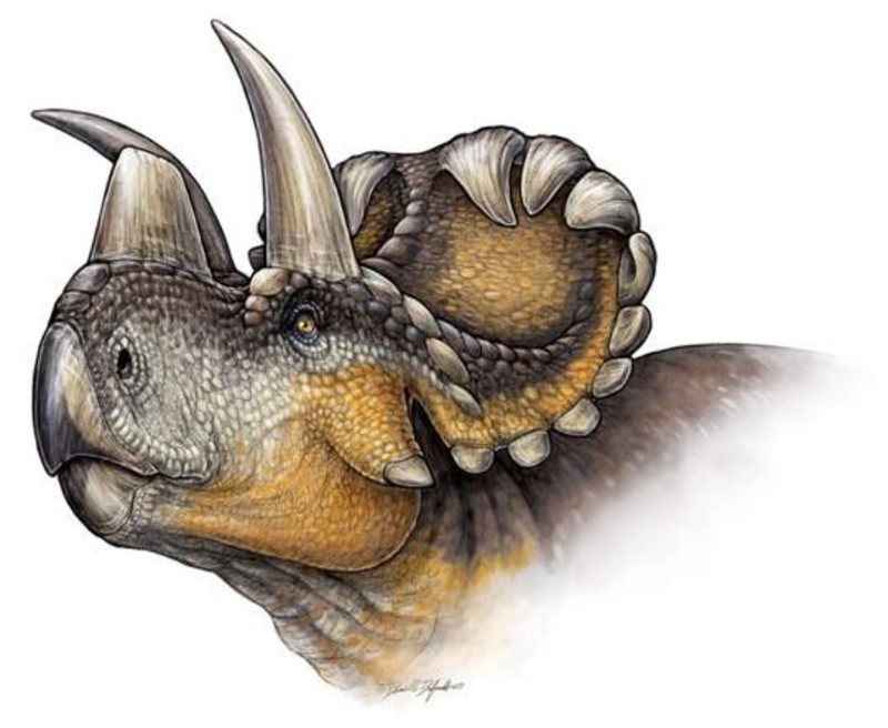 Reconstrucción de Wendiceratops pinhornensis- Danielle Dufault