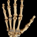 ¿Por qué los neandertales utilizaban los dientes como tercera mano?